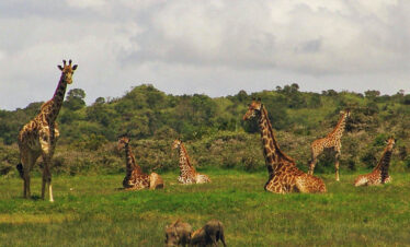 4 Days 3 Nights Serengeti – Ngorongoro Crater Safari