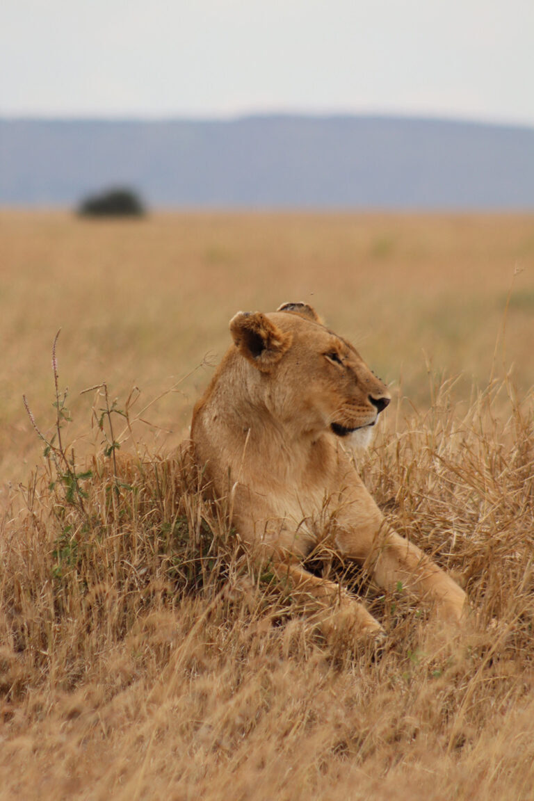 Lions-of-the-Serengeti-Portrait